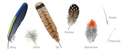 Hair and Feathers: A Natural Symbiosis