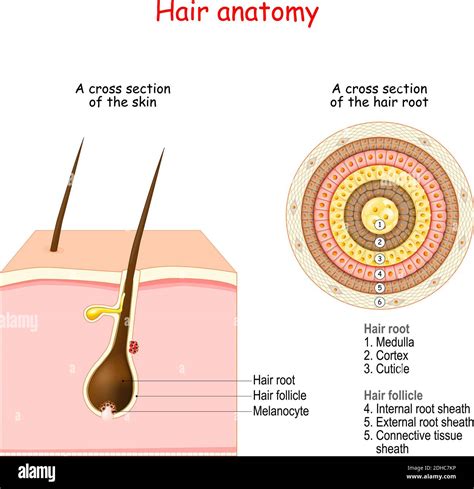 Hair follicles