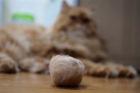 Hairball Remover for Cats: A Comprehensive Guide to Keeping Your Feline Hairball-Free