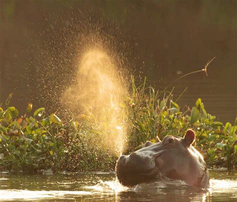 Hama Hippo: The African Water Horse with An Enchanting Presence