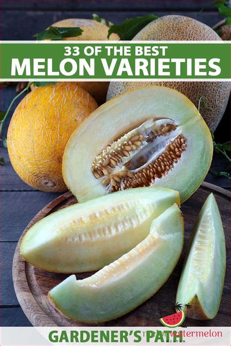 Hami Melon Near Me: A Comprehensive Guide to Finding the Sweetest Fruit