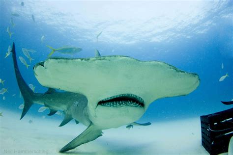 Hammered by the Hammerhead Falling into the Were-Hammerhead s Embrace Epub