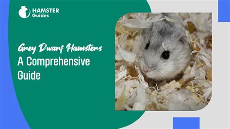 Hamst: A Comprehensive Guide to the Amazing World of Hamsters