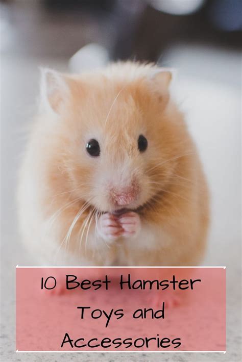 Hamst: The Cute and Cuddly Rodents That Make Great Pets