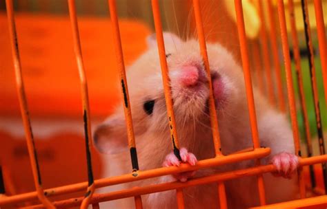 Hamster Biting OOT: Understanding the Causes, Prevention, and Treatment