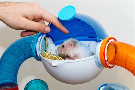 Hamster Care vs. Behavior: A 2025 Guide