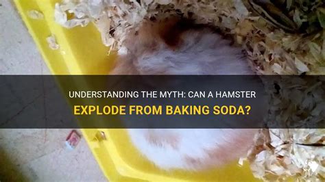 Hamster Explodes: A Comprehensive Examination of a Mysterious Phenomenon