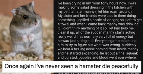 Hamster Explodes: A Comprehensive Guide to the Devastating Effects of Hamster Overpopulation