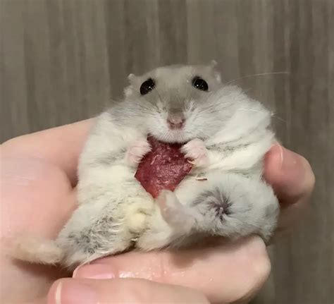 Hamster Explodes: A Devastating Phenomenon