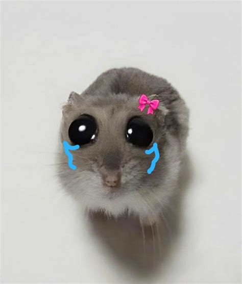 Hamster Girl Meme: The Internet's Cutest and Most Viral Phenomenon