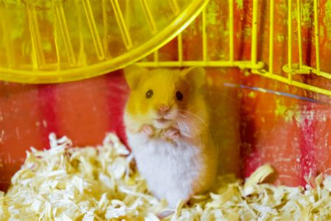 Hamster Hats: The Purrfect Way to Keep Your Head Warm