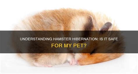 Hamster Hibernation and End-of-Life: Understanding Your Pet's Natural Processes