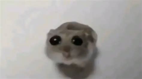 Hamster Meems: Unpacking the Cutest Internet Phenomenon