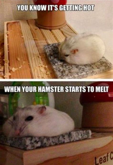 Hamster Meme: The Cutest Way to Spice Up Your Online Presence