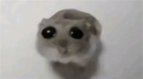 Hamster Meme Big Eyes: The Case for a New Marketing Strategy