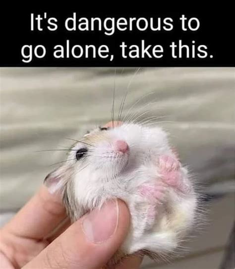 Hamster Meme Central: 10,001 Hilarious Hamtastic Moments