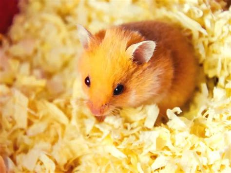 Hamster Panache: A Comprehensive Guide to Hamster Pet Ownership