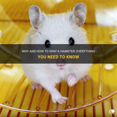 Hamster Prices: Everything You Need to Know