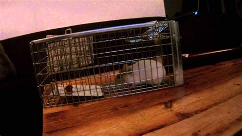 Hamster Trap: A Humane and Effective Solution for Relocating Wild Hamsters