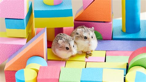 Hamster as a Good Pet: Your Complete Guide to Hamster Care