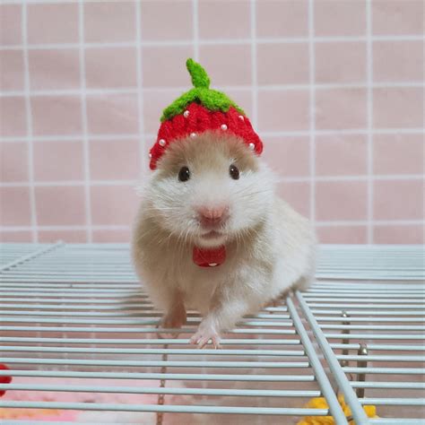 Hamster with Hat: The Unconventional Accessory That's Taking the Pet World by Storm