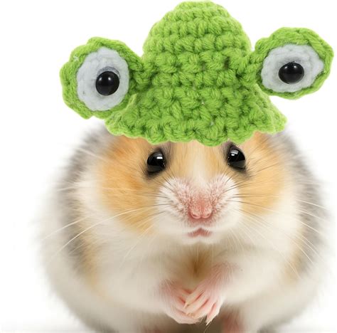 Hamster with a Hat: A Guide to the Perfect Photo Shoot