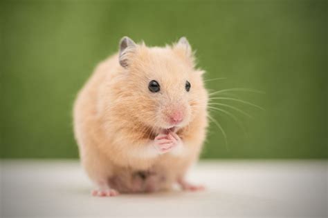 Hamster x Chat: A Comprehensive Guide to Connecting with Hamsters through AI