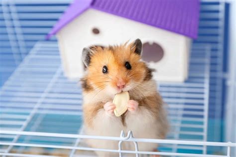 Hamsters: The Price to Pay for These Delightful Pets