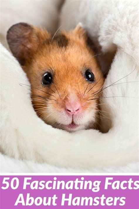 Hamsters: The Ultimate Guide to Price