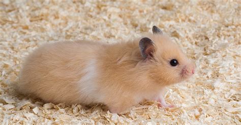 Hamsters for Sale Near Me: A Comprehensive Guide