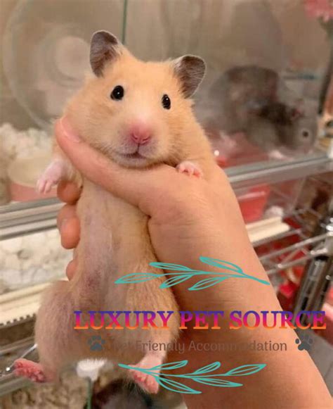 Hamsters for Sale Near Me: A Comprehensive Guide to Finding Your Perfect Pet