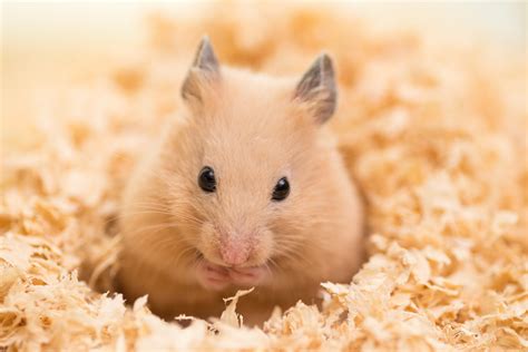 Hamsters for Sale Online: Everything You Need to Know