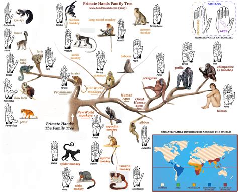 Hands of Primates Doc