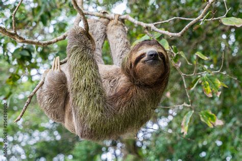 Hanging Sloth: