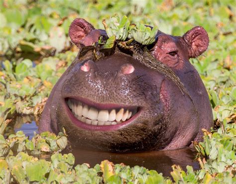 Happy Hippo PDF