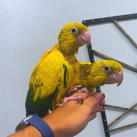 Happy and Polly for Parrot Breeders: A 2025 VS for Success