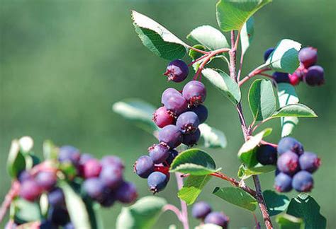 Harnessing the Abundant Health Benefits of Saskatoon Berries (Juneberries): A Comprehensive Guide