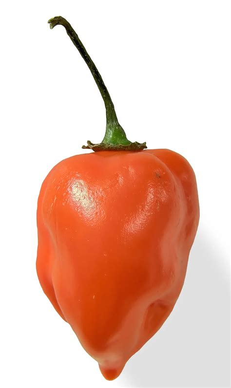 Harnessing the Fiery Essence of Habanero: A Culinary Exploration of the Scoville Superstar