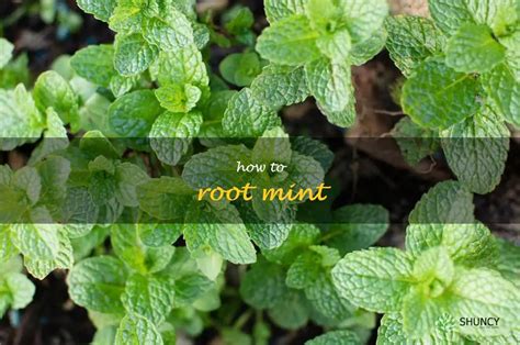 Harnessing the Minty Root: Unlocking its Therapeutic and Culinary Potential