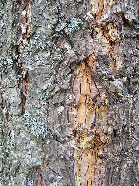 Harnessing the Power of Fir Bark: A Comprehensive Guide