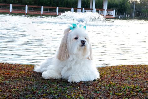 Harnessing the Power of Lhasa Apso: A Comprehensive Guide to Raising a Loyal and Loving Companion