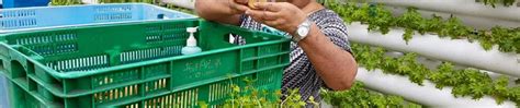 Harnessing the Promise of Urban Farming in Singapore: A Comprehensive Guide