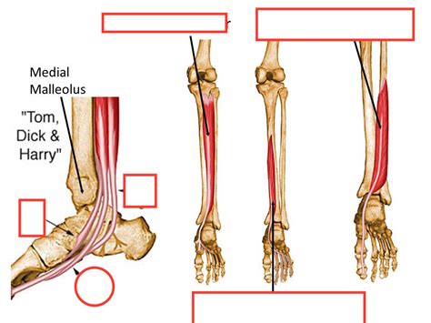 Harry Dick and Tom Leg Muscles: Uncover the Secrets of Legendary Muscle Growth