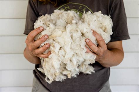 Harvest Raw Wool: