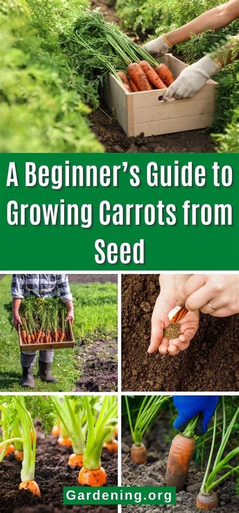 Harvesting Carrots: A Guide to Optimal Growth