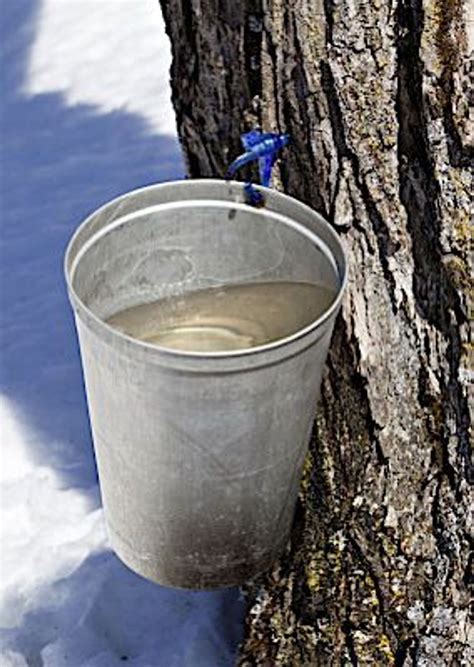 Harvesting Maple