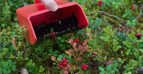 Harvesting the Ling Leaves: