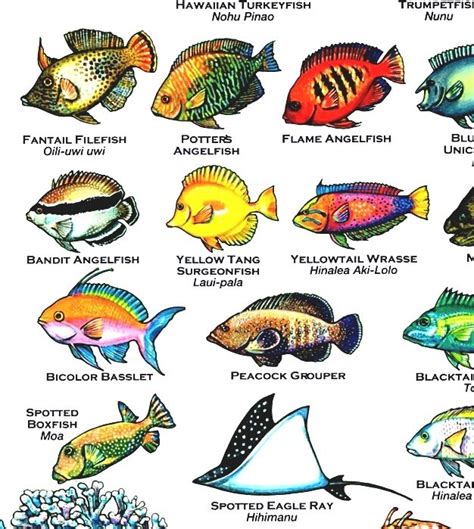 Hawaii Lō: The Complete Guide to Hawaii's Native Fish