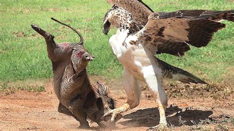 Hawk Attacking a Cowboy: A Spine-Tingling Encounter