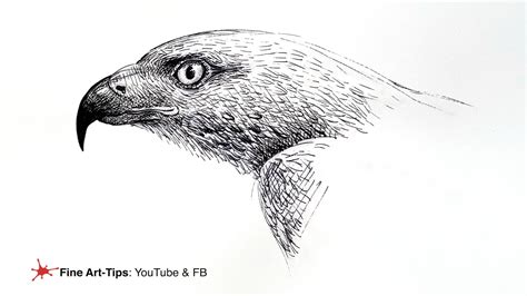 Hawk Head Drawing
